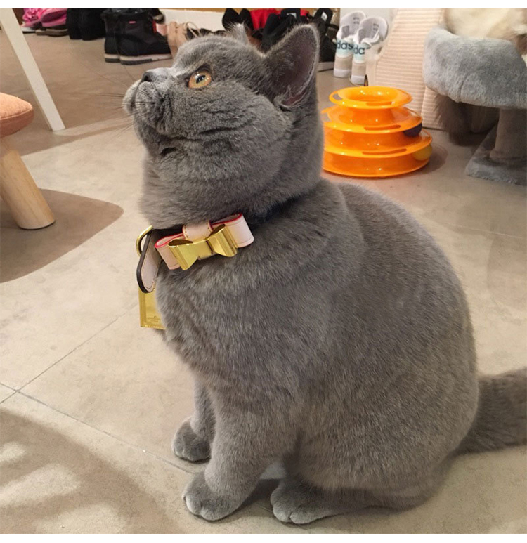 LV Collar & Leash Image 4