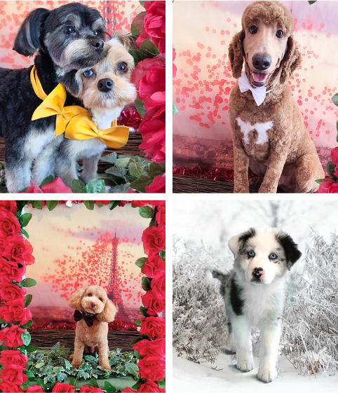 The Puppy Love Team
