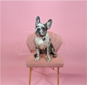 Puppy Love Pet Expo Gallery