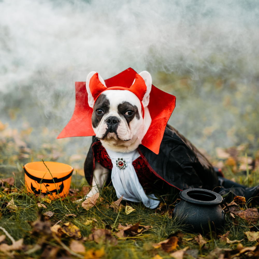 Spooky Season Smarts: Keeping Halloween Fun & Safe for your Pets