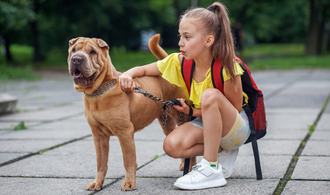 Helping Your Pet Transition Into Back-to-School Season