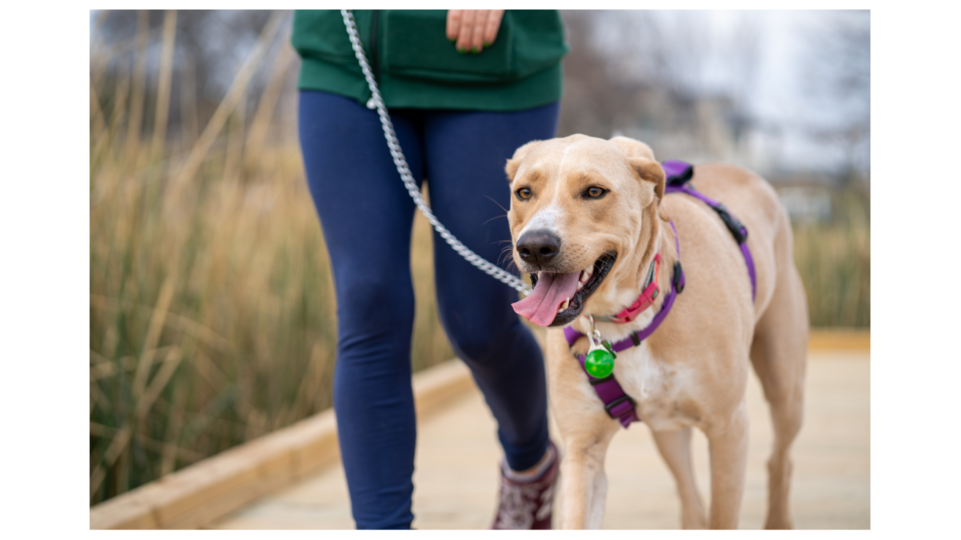 Safe & Fun Evening Walks with Your Dog This Fall