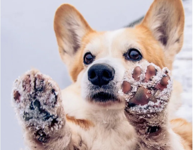 Paw Safety 101: Protecting Your Dog’s Paws in Cold Weather