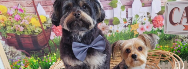 The Puppy Love Dog Dentist