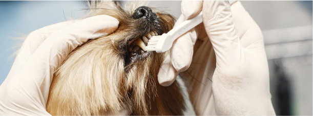 The Puppy Love Dog Dentist