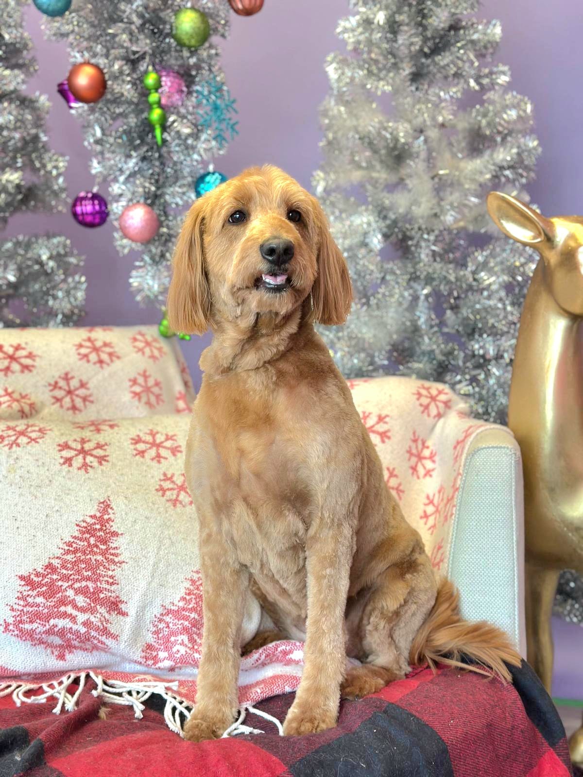 xmas-dog-4