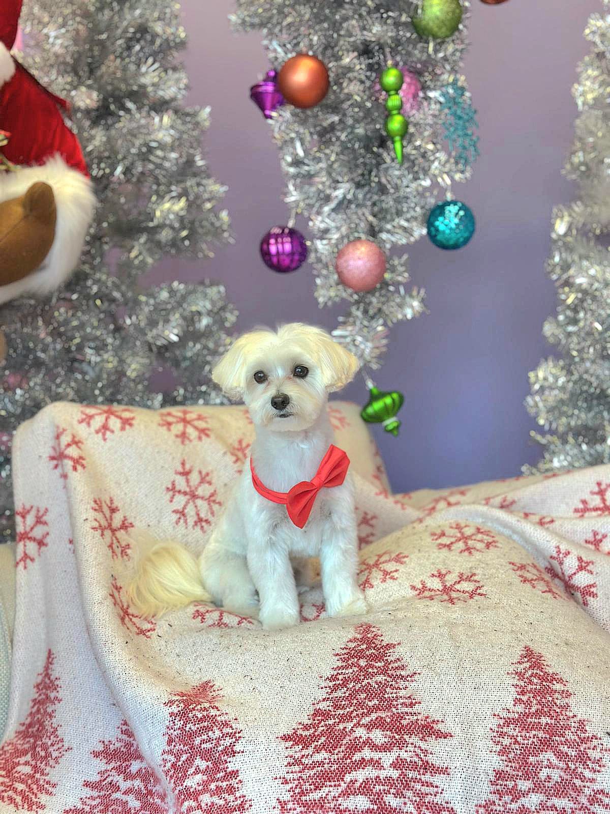 xmas-dog2
