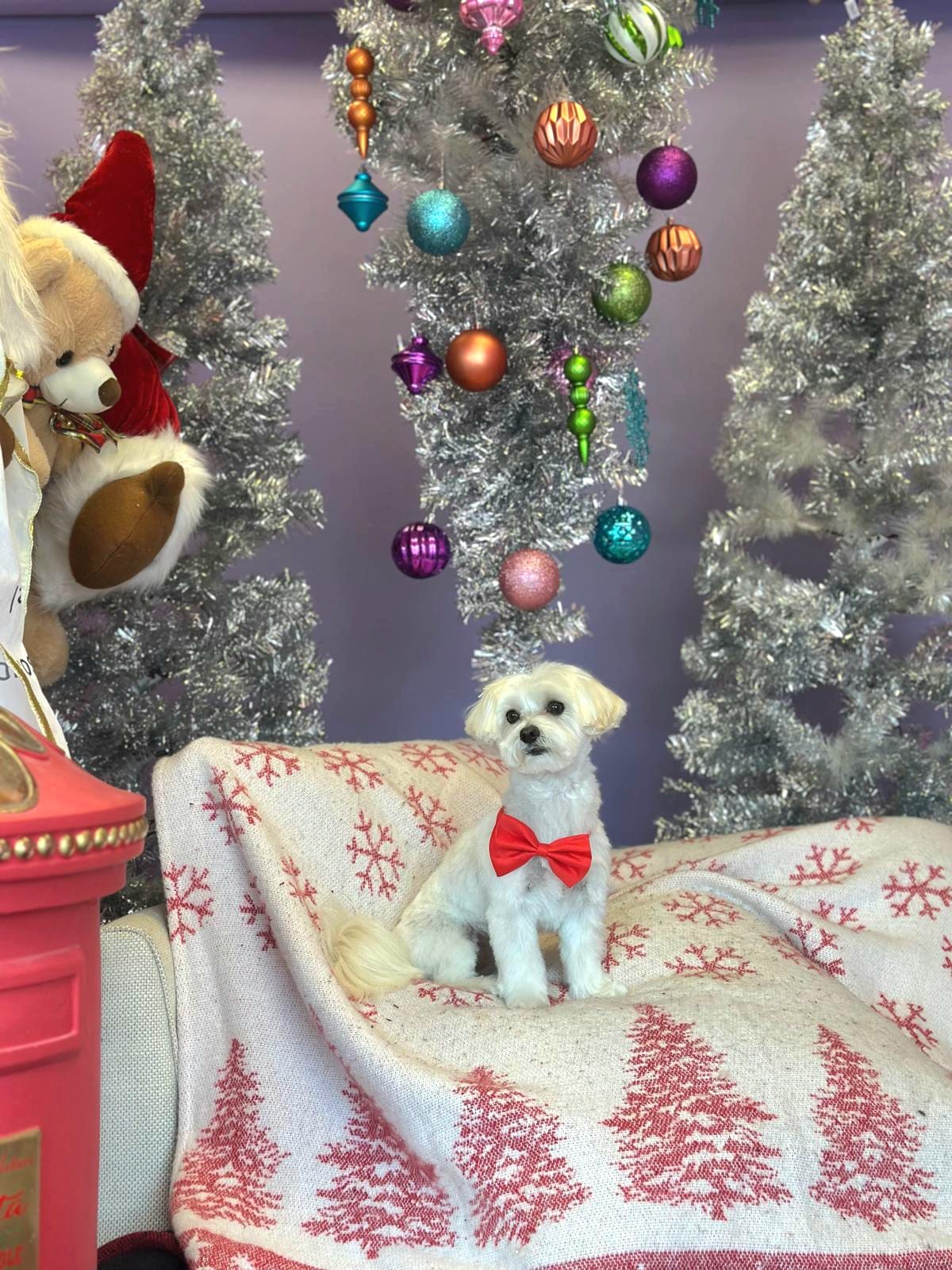 xmas-dog-1