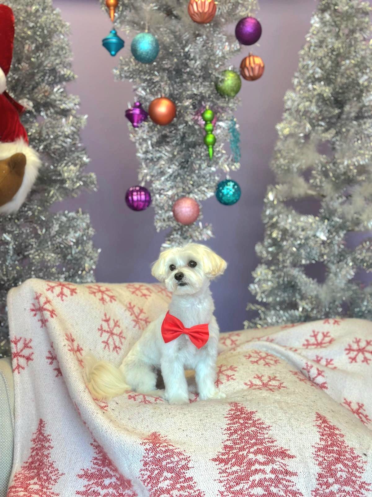 xmas-dog-4