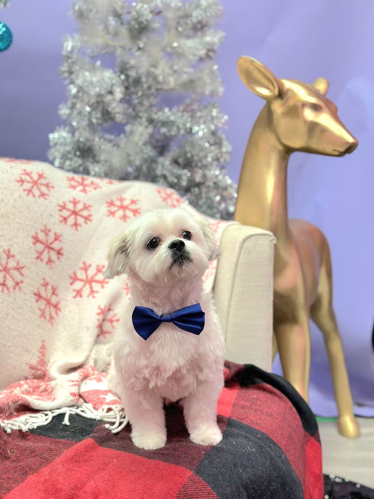 xmas-dog-6