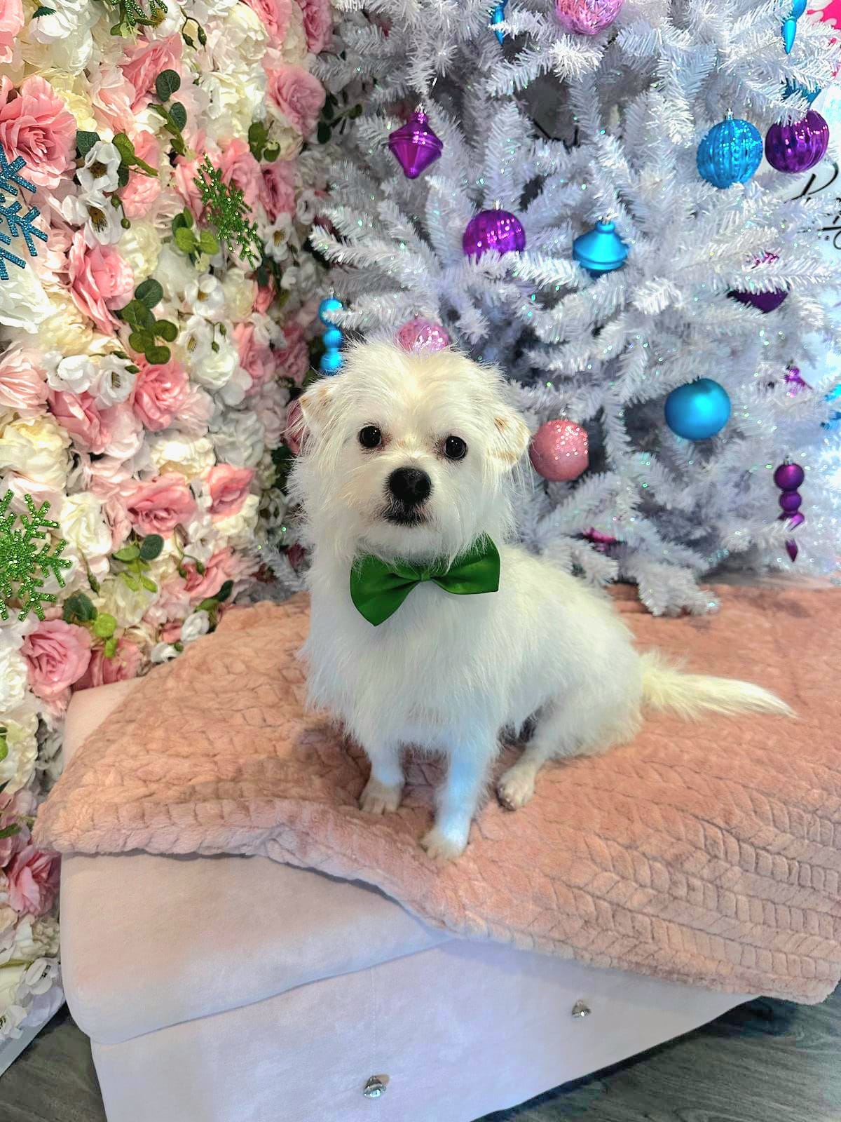 xmas-dog-7