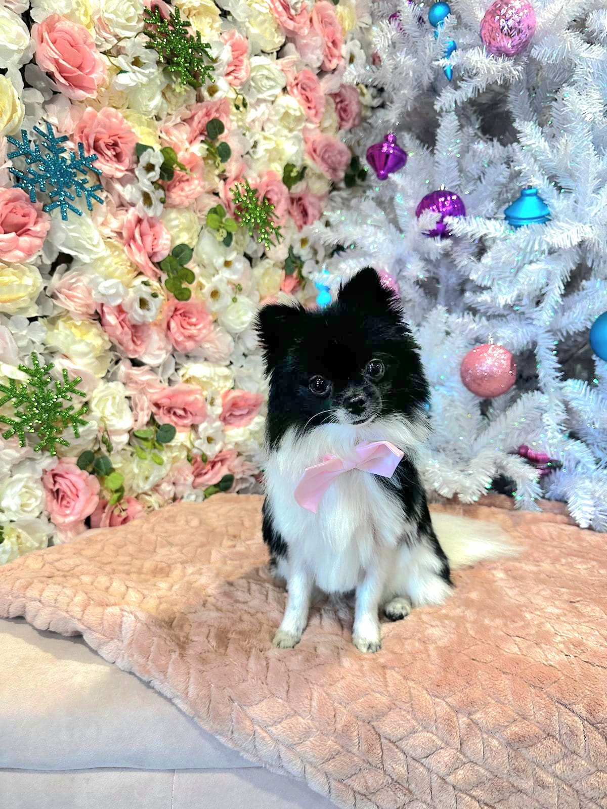 xmas-dog-8