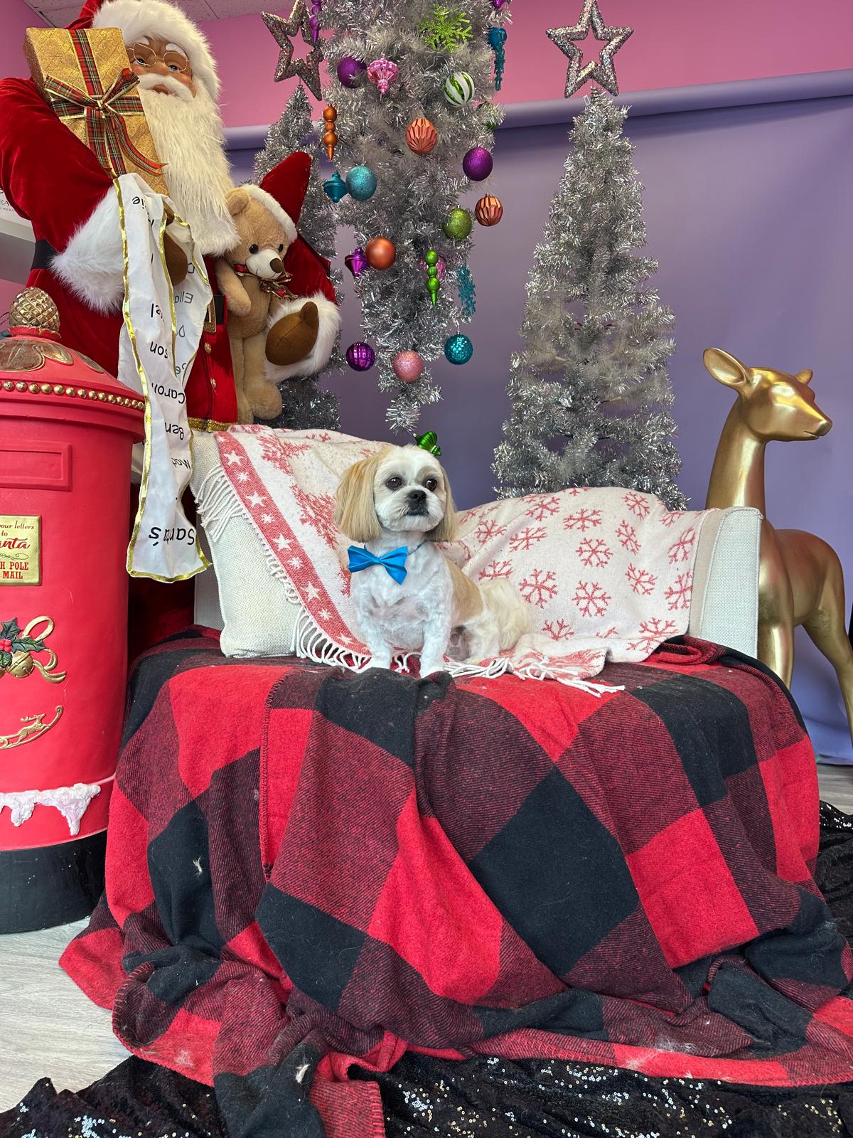 xmas-dog-9