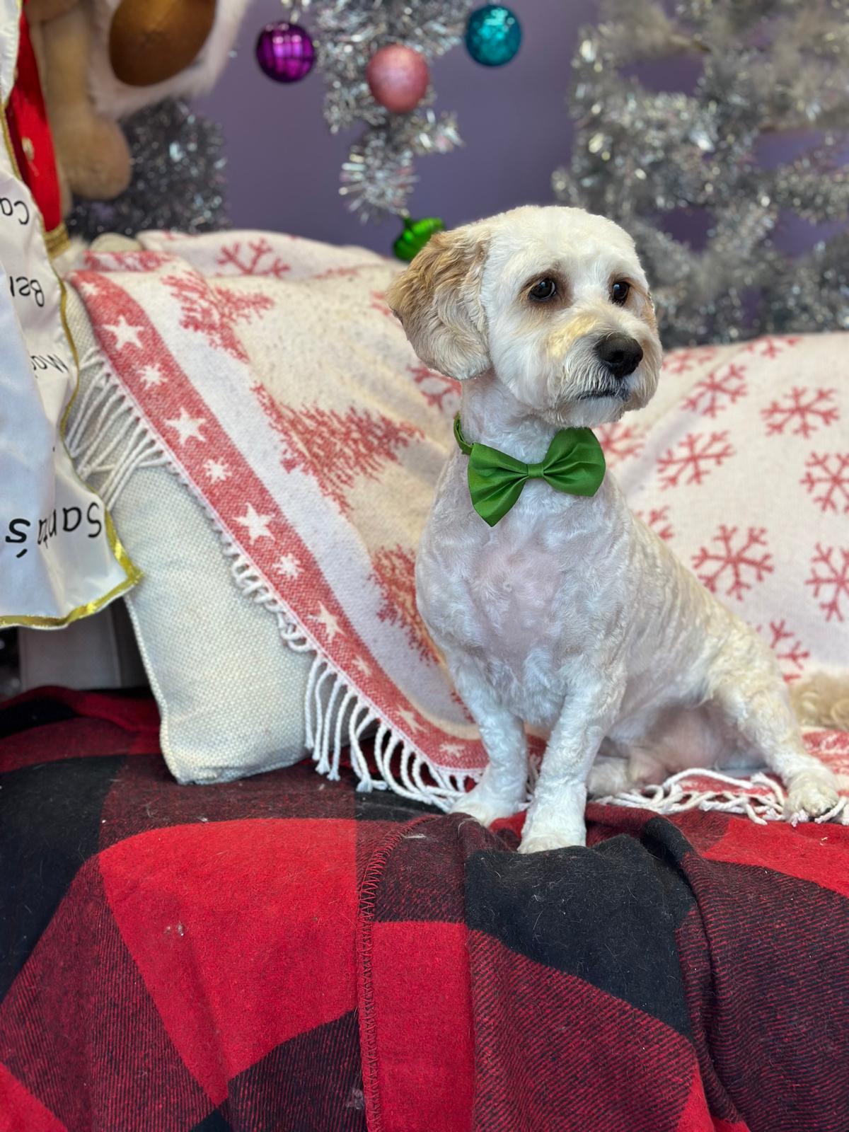 xmas-dog-10