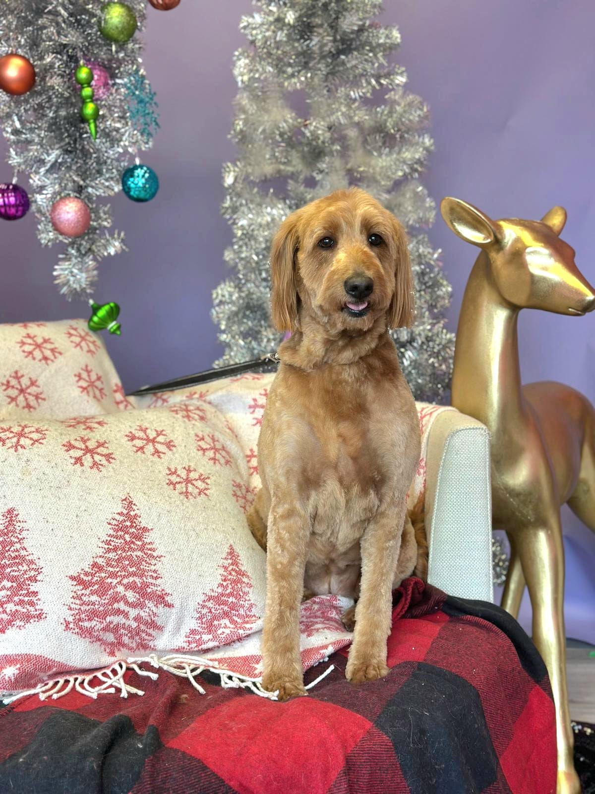 xmas-dog-12