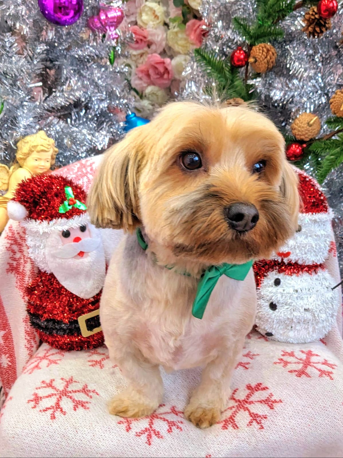 xmas-dog-13