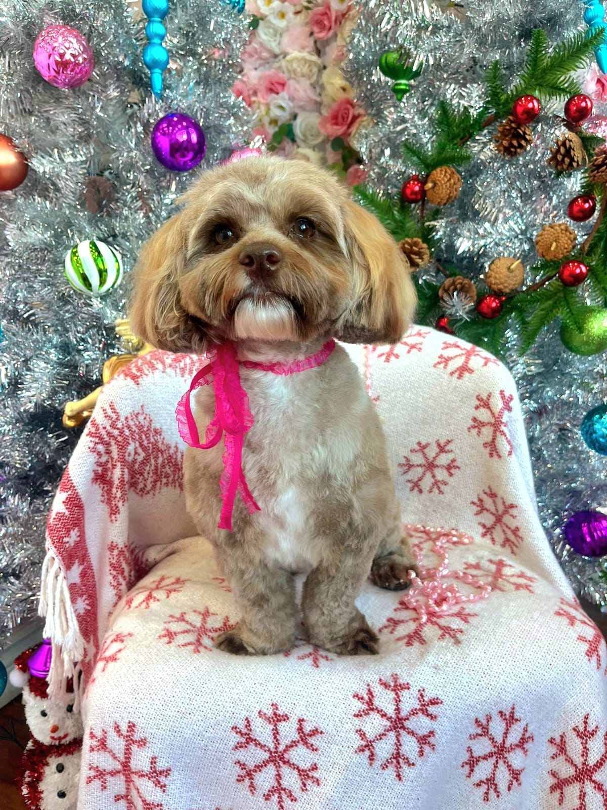 xmas-dog-14