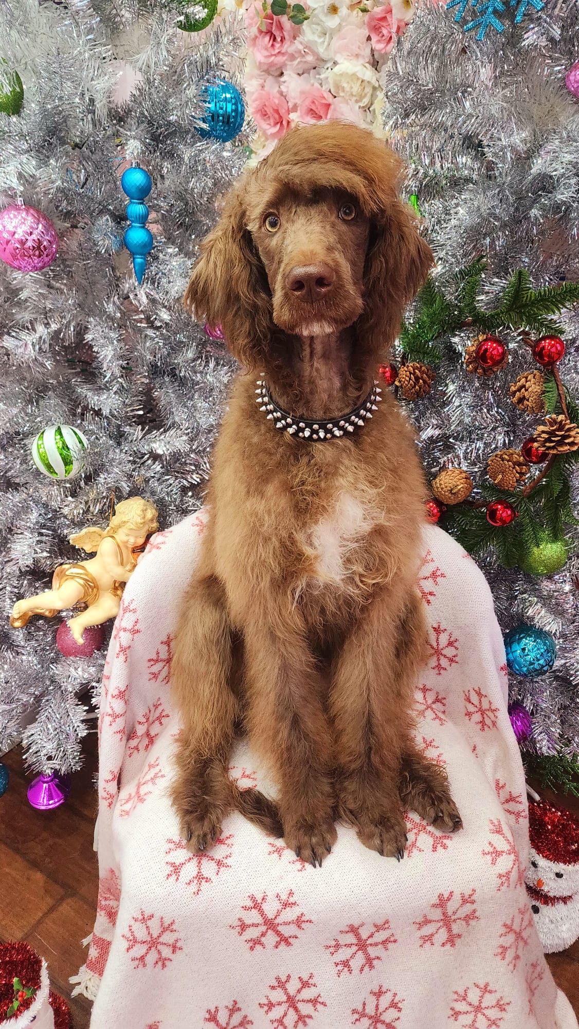 xmas-dog-15