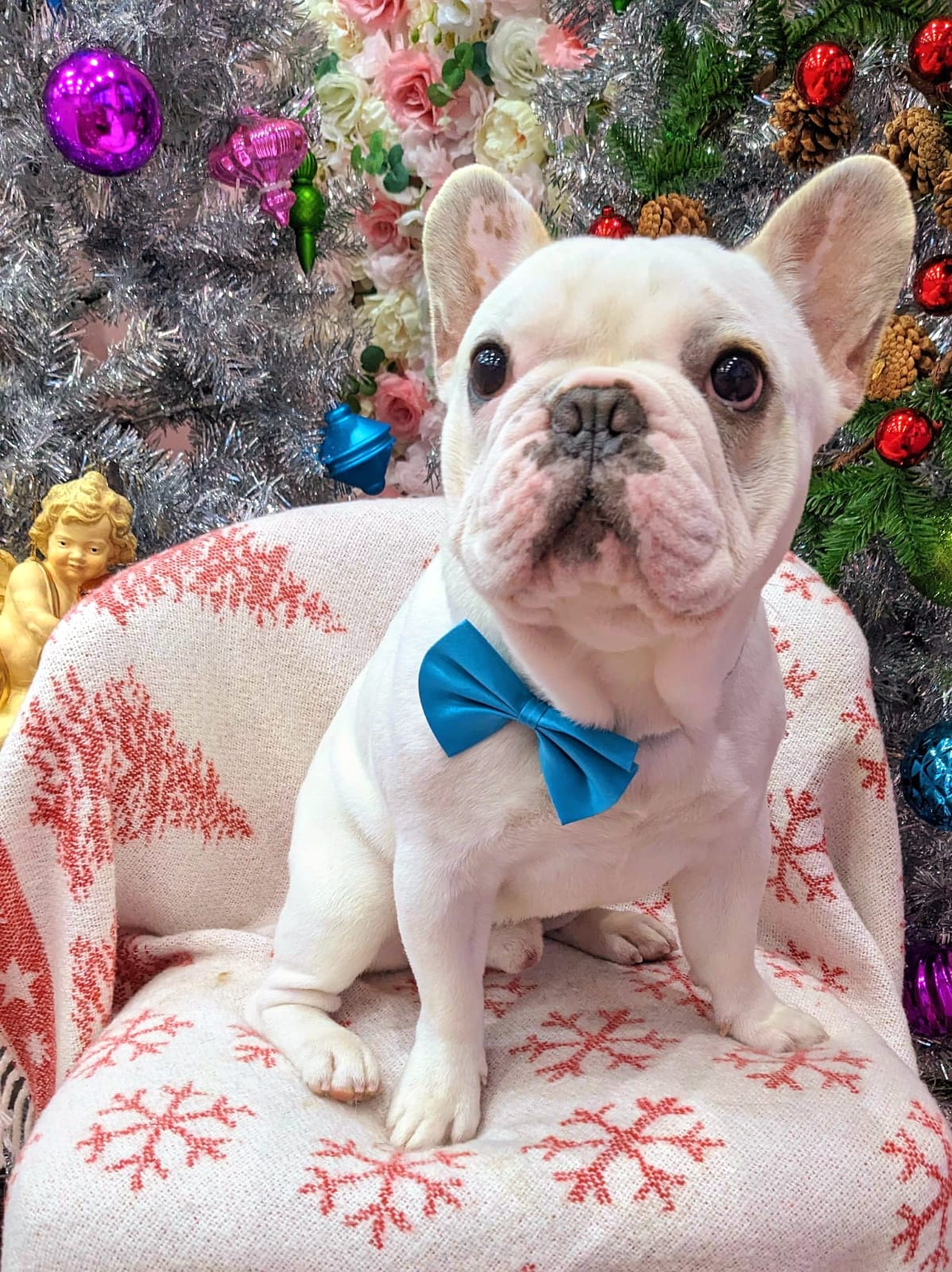 xmas-dog-16