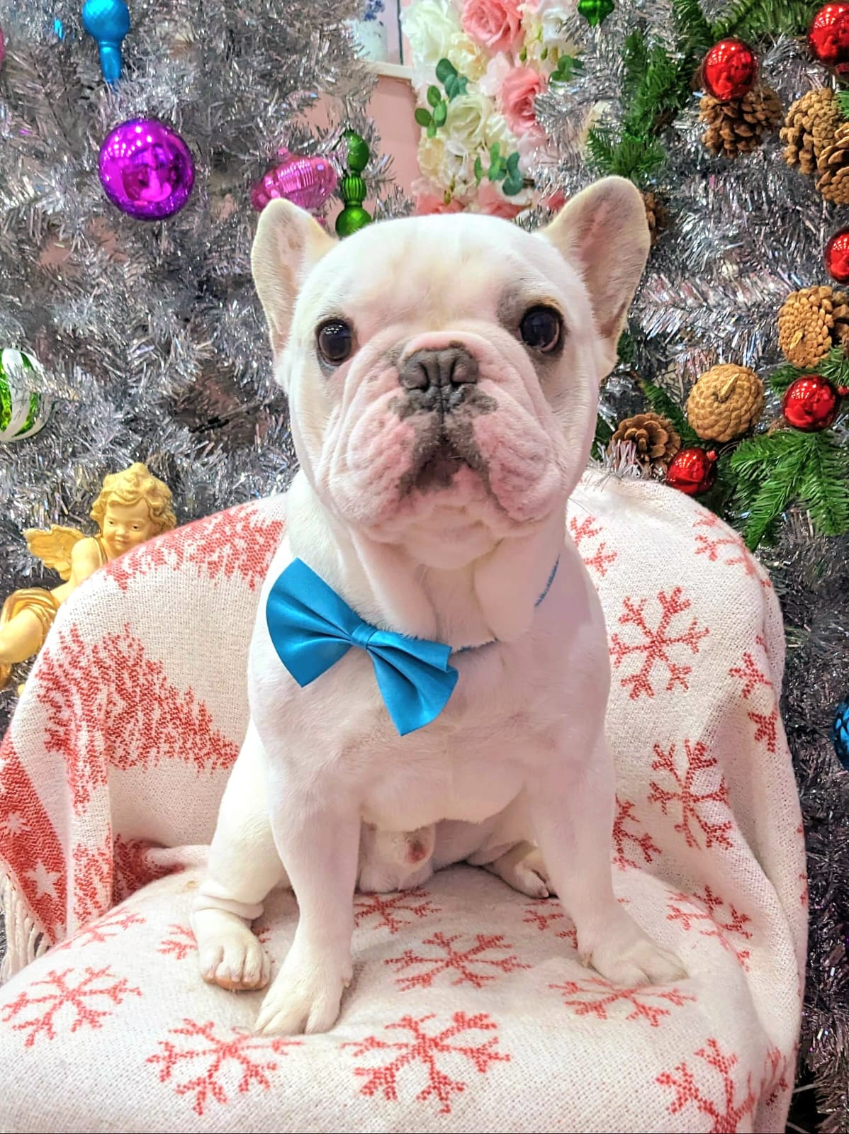 xmas-dog-17