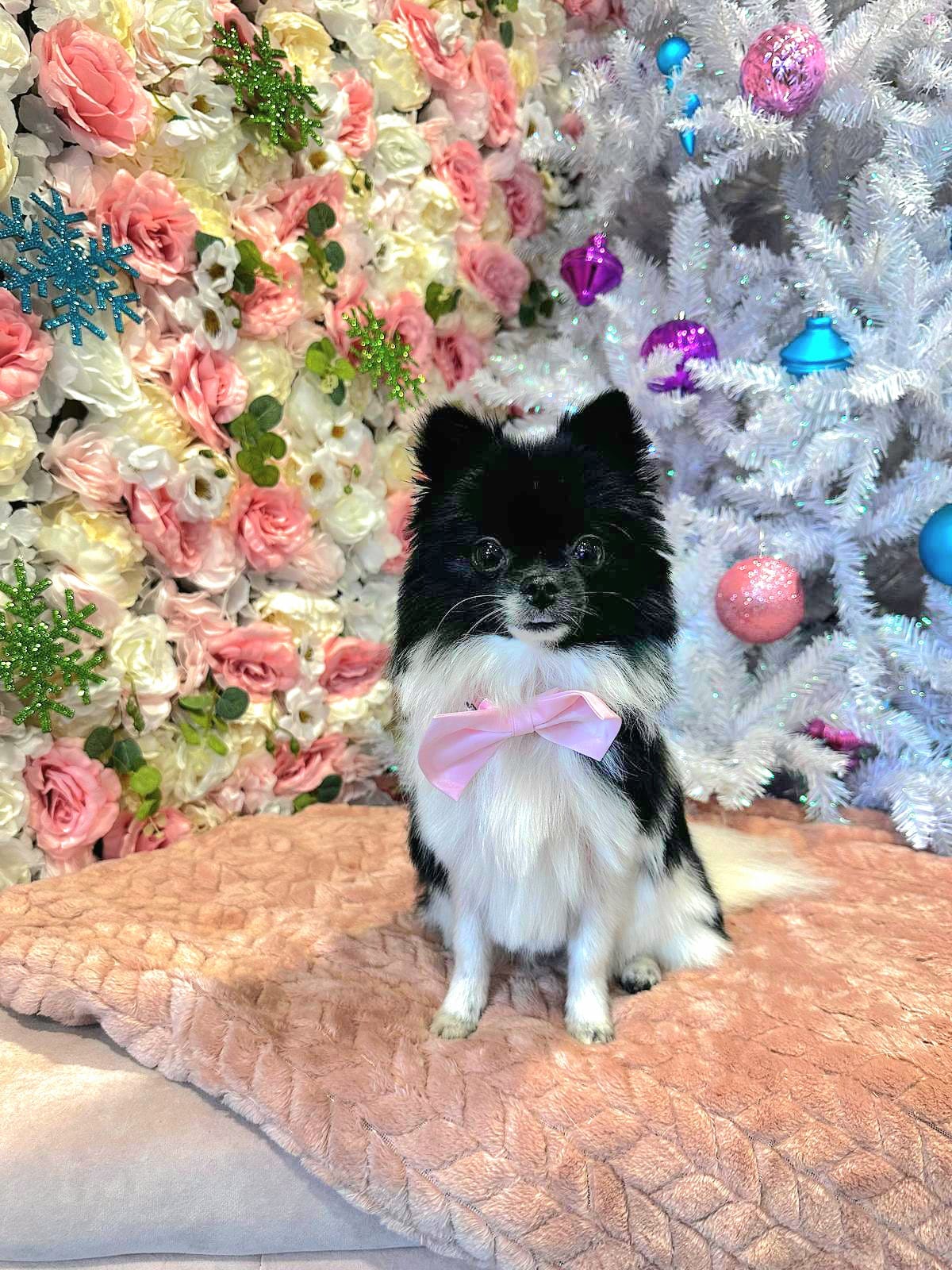 xmas-dog-20