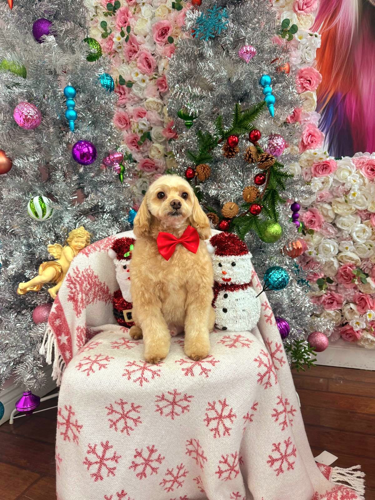 xmas-dog-21