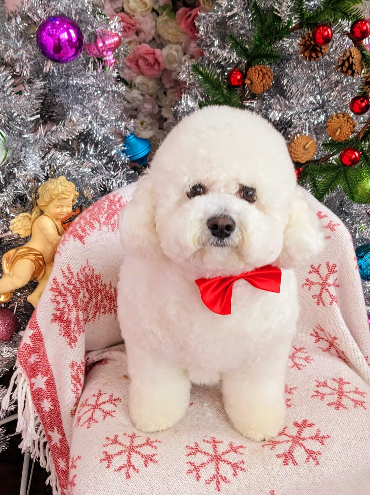 xmas-dog-22