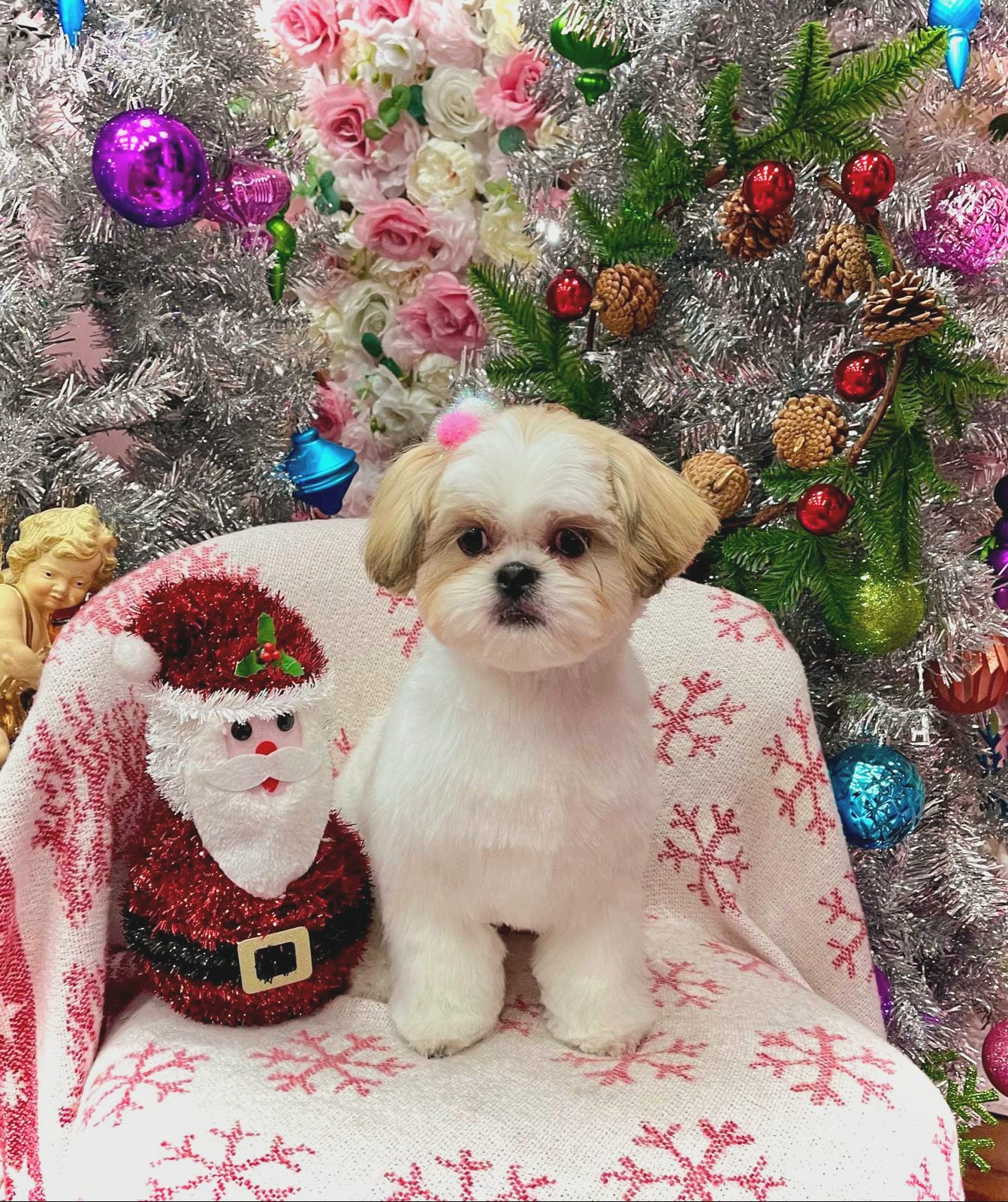 xmas-dog-23