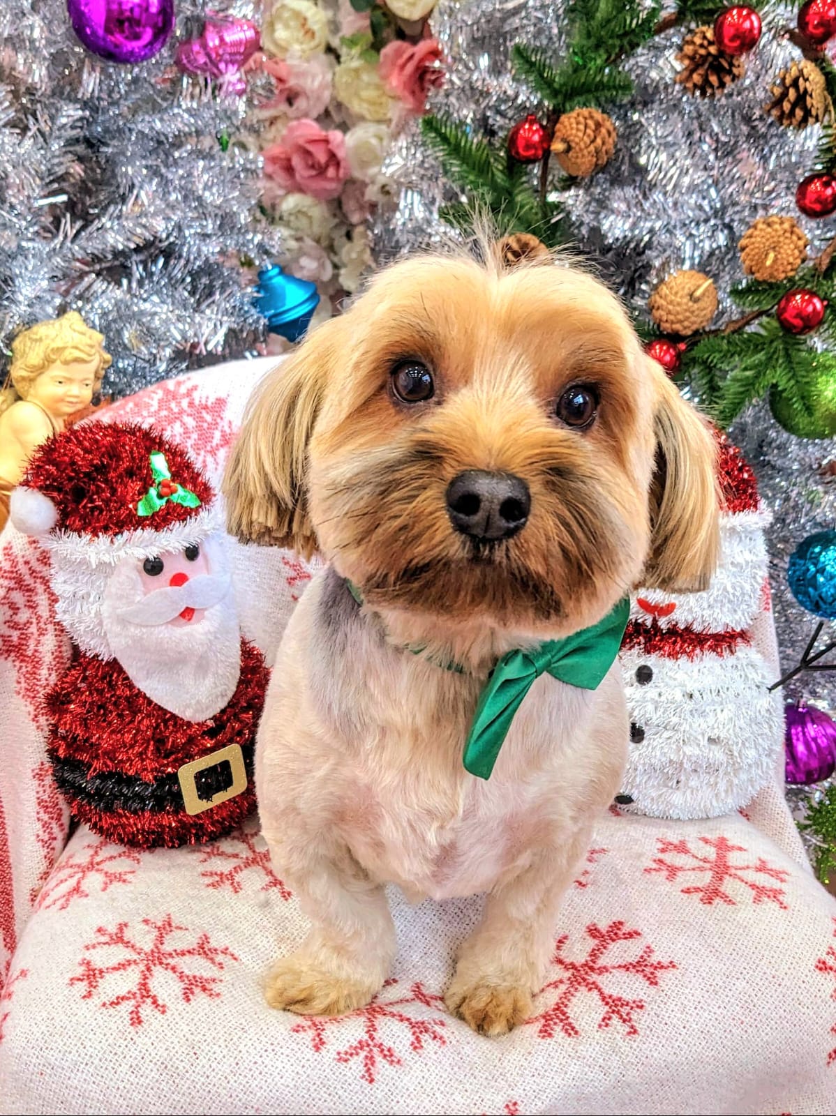 xmas-dog-24