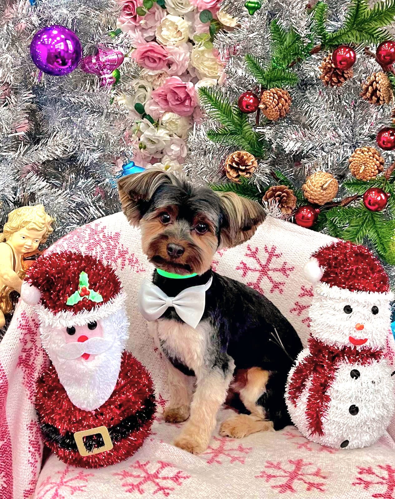 xmas-dog-26