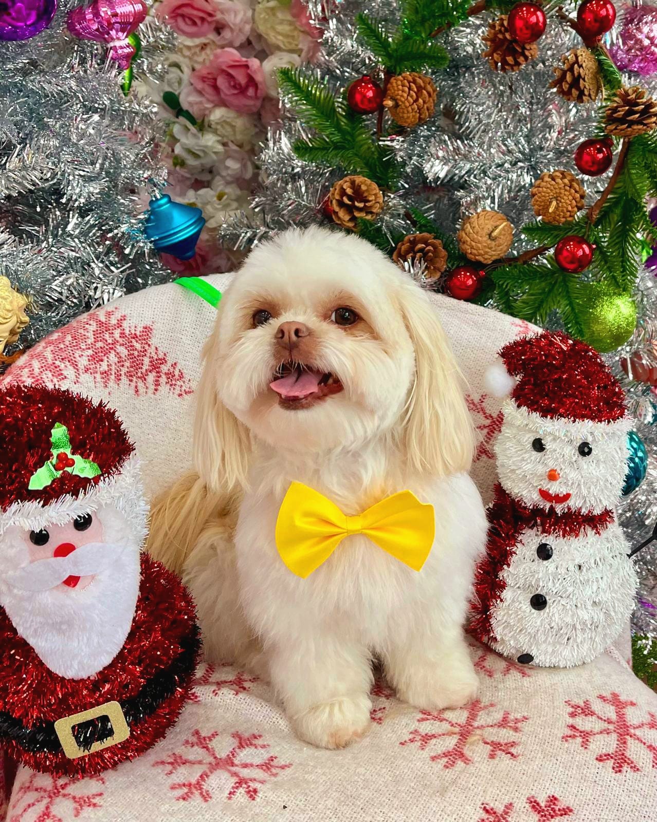 xmas-dog-26