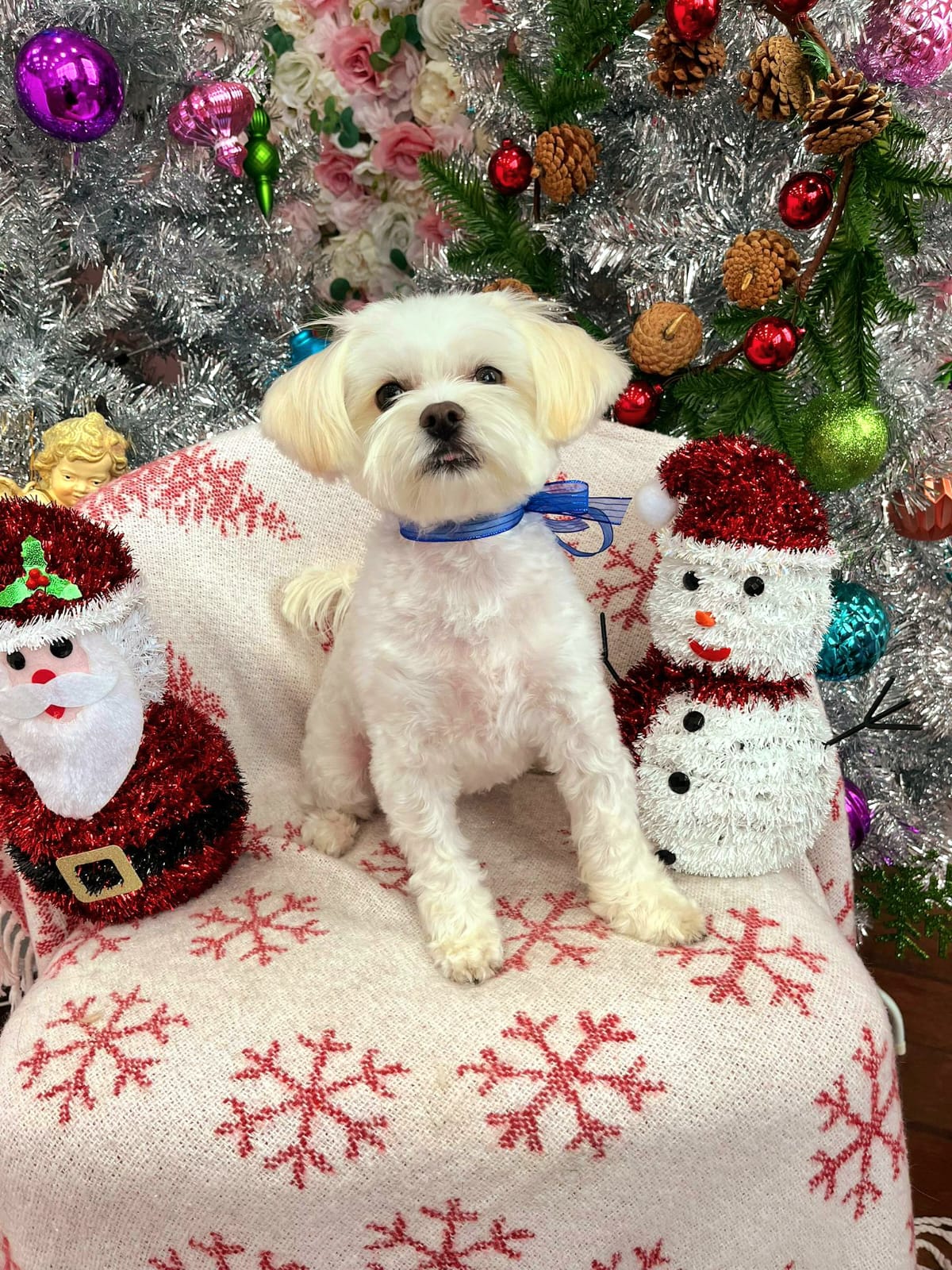 xmas-dog-28