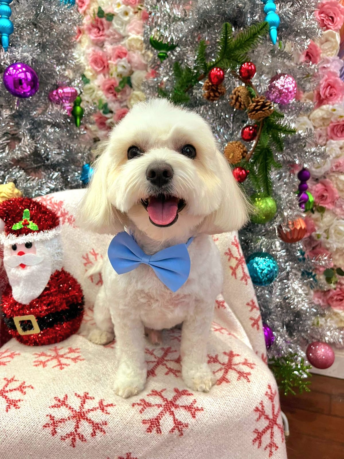 xmas-dog-28