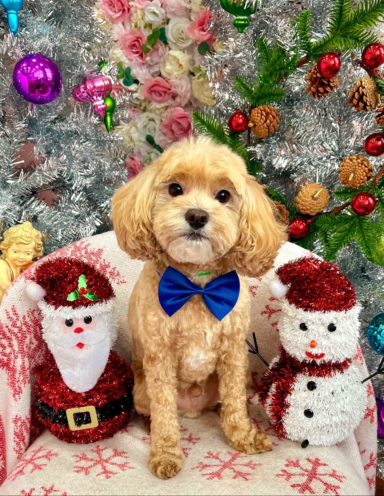 xmas-dog-30