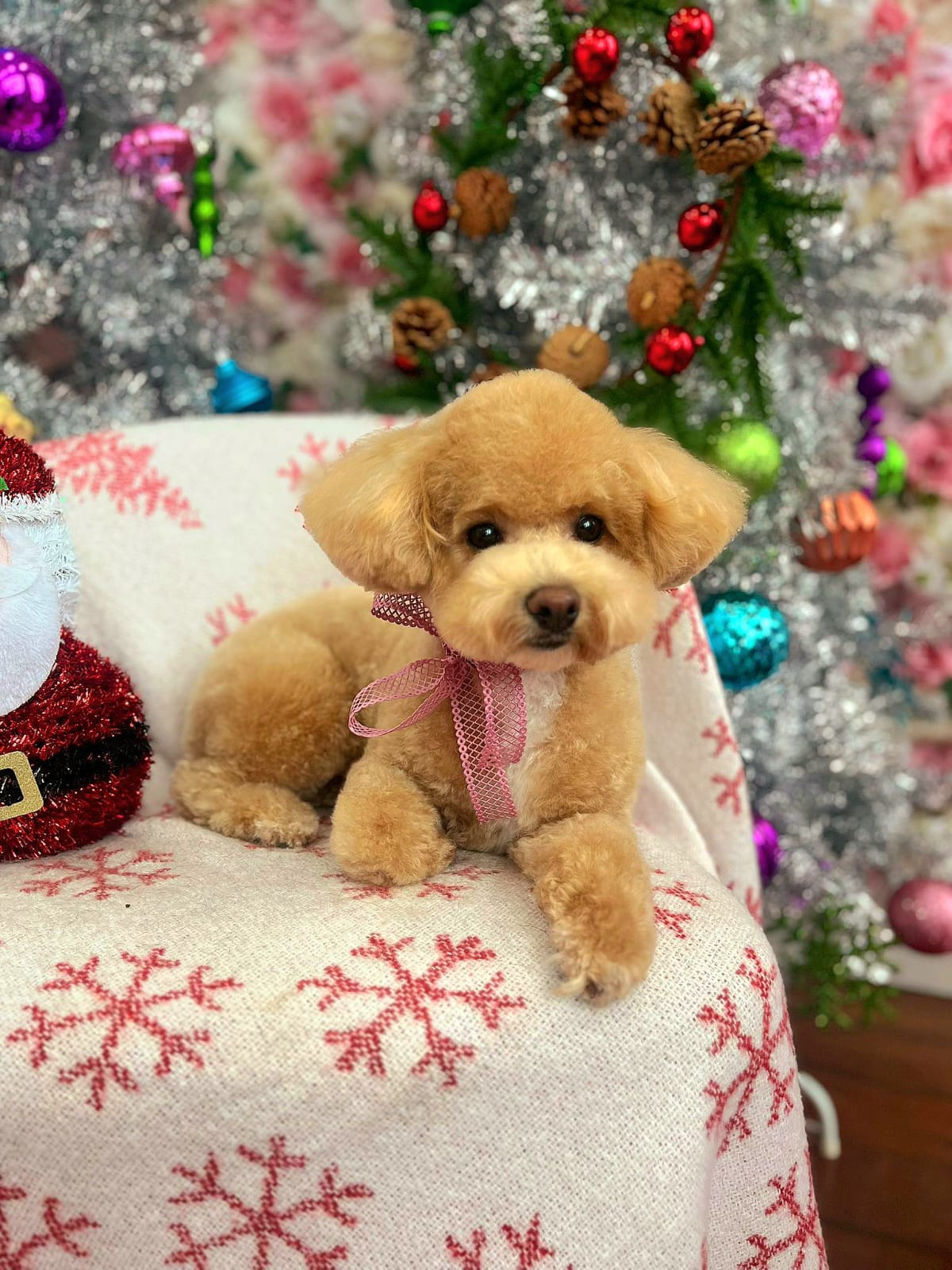 xmas-dog-30