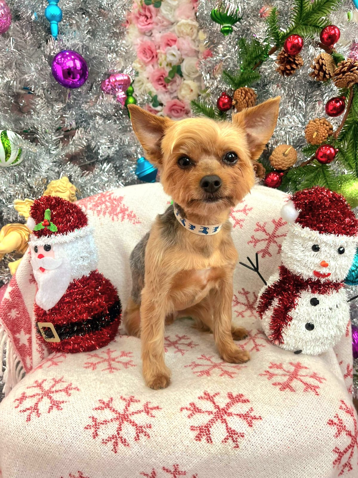 xmas-dog-32