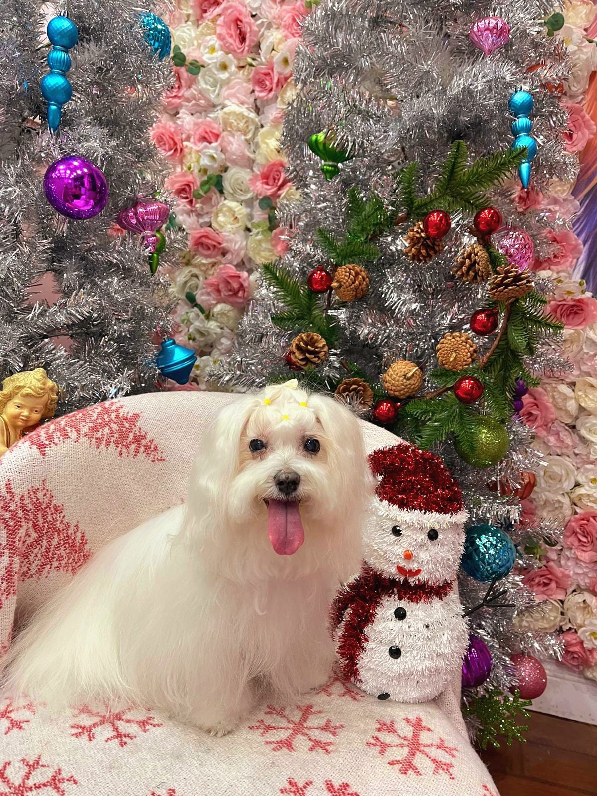 xmas-dog-34