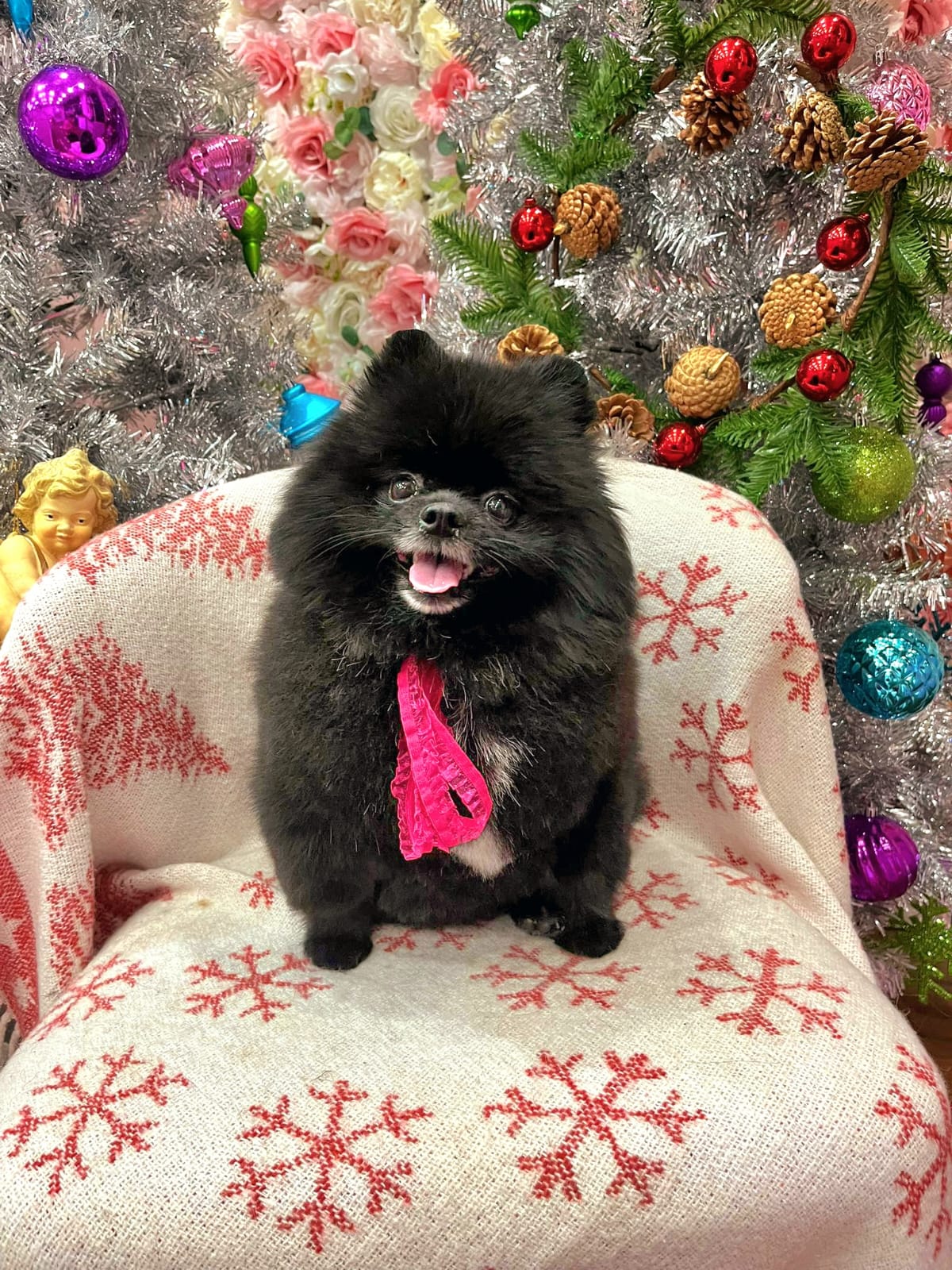 xmas-dog-35