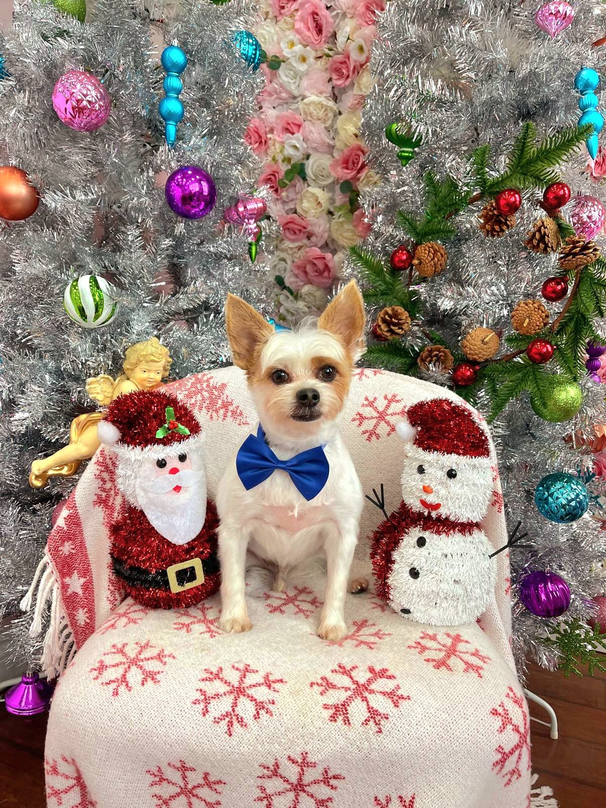 xmas-dog-37