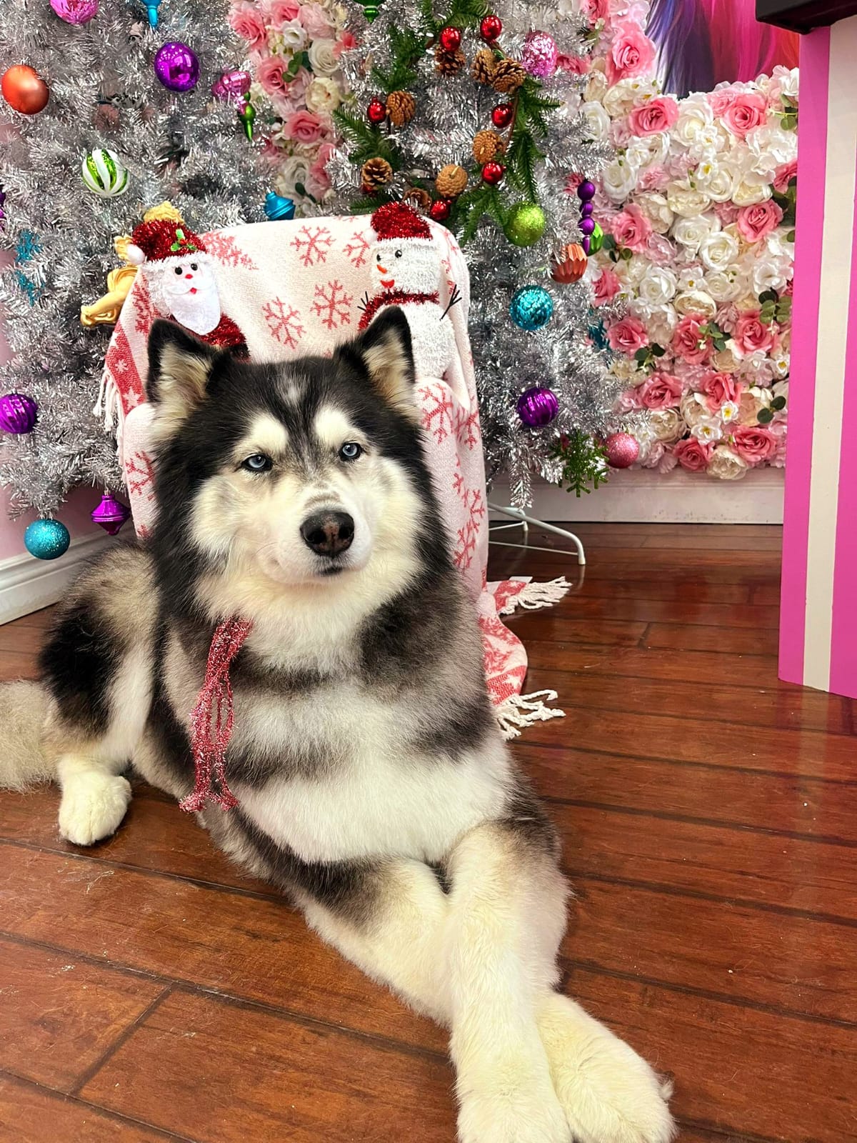 xmas-dog-38