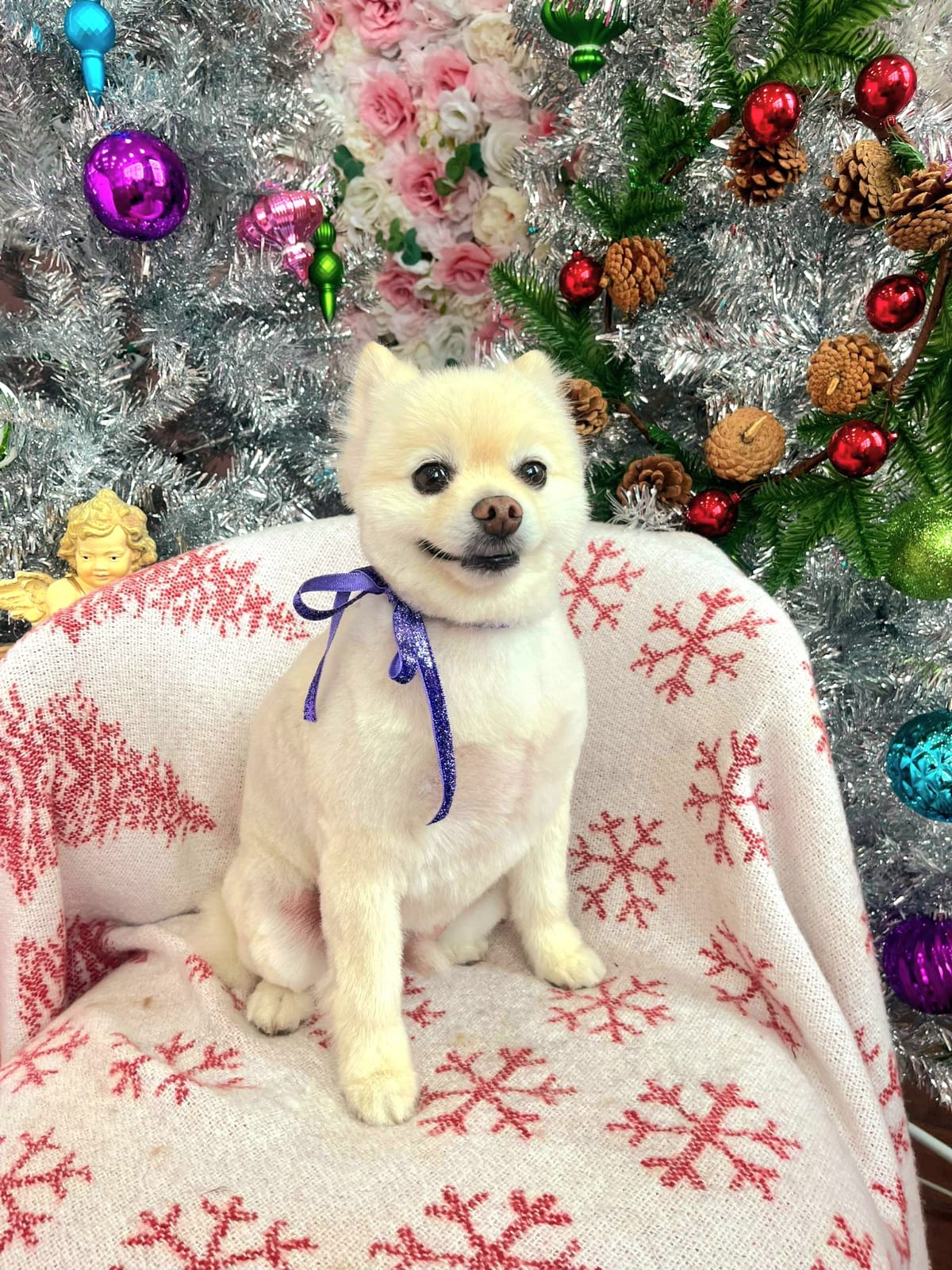 xmas-dog-39