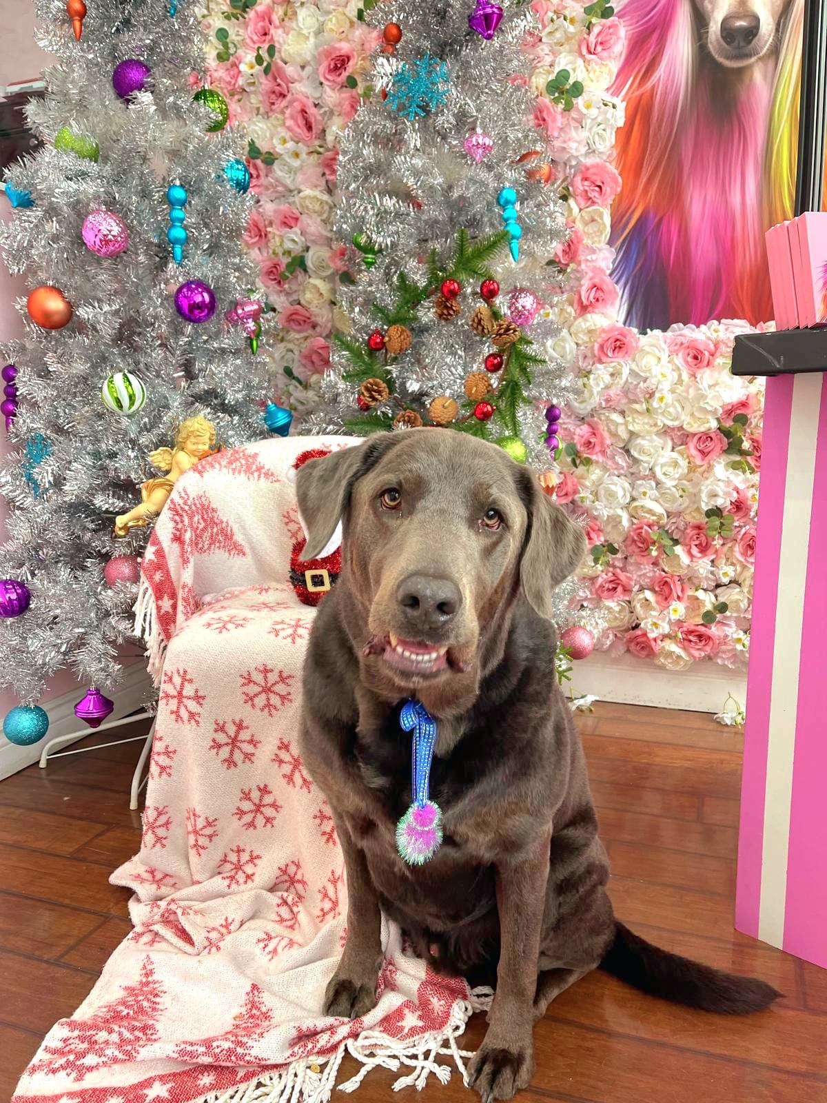 xmas-dog-41