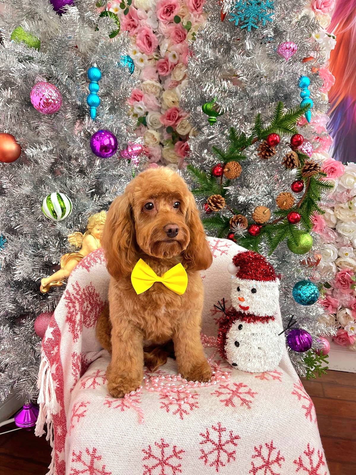 xmas-dog-44
