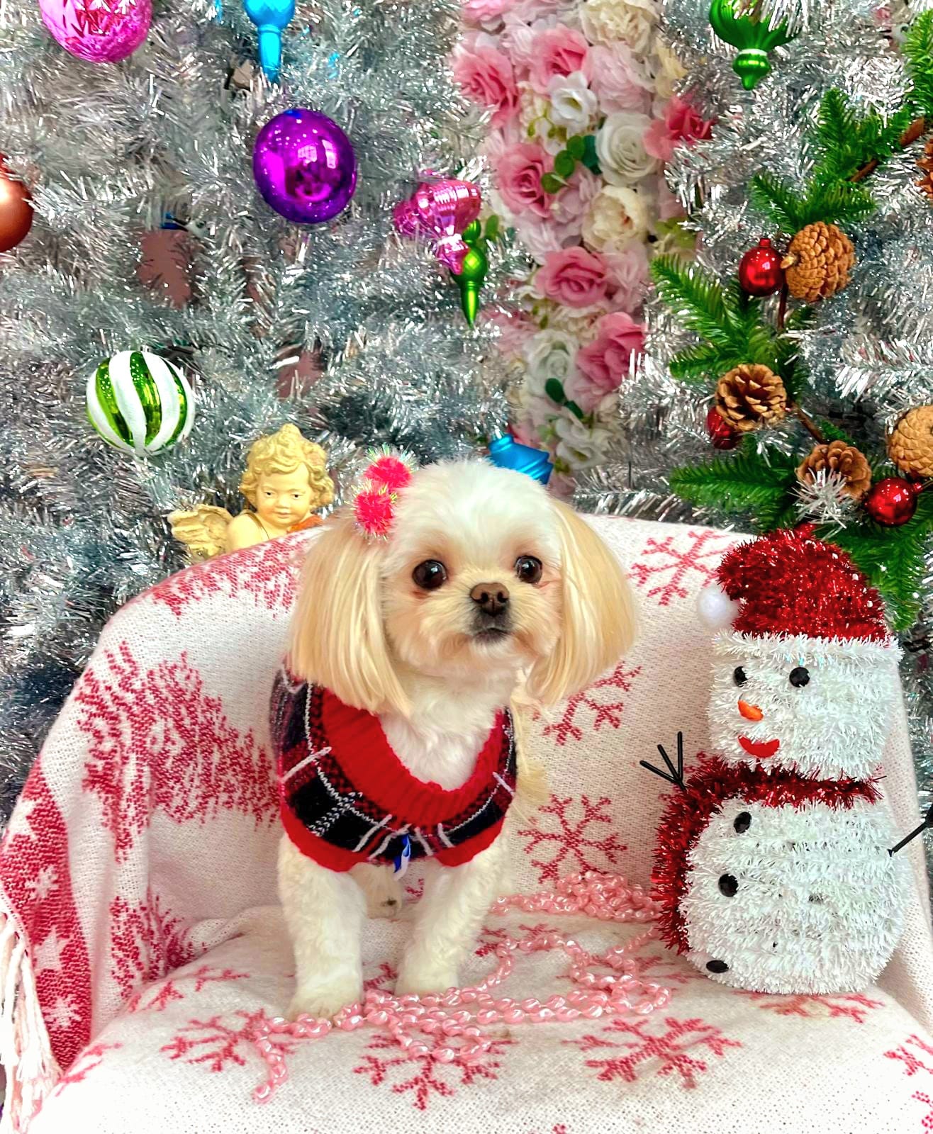 xmas-dog-44