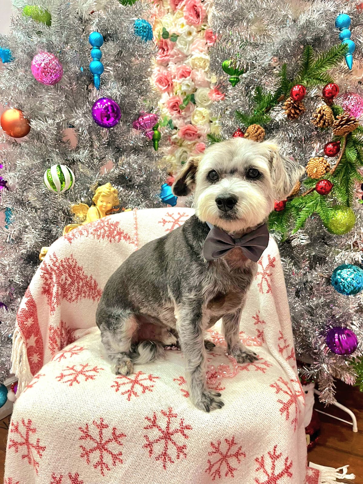 xmas-dog-45