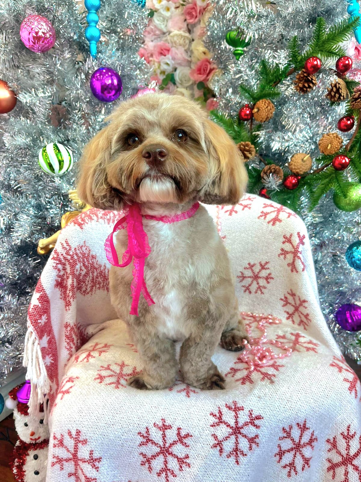 xmas-dog-46
