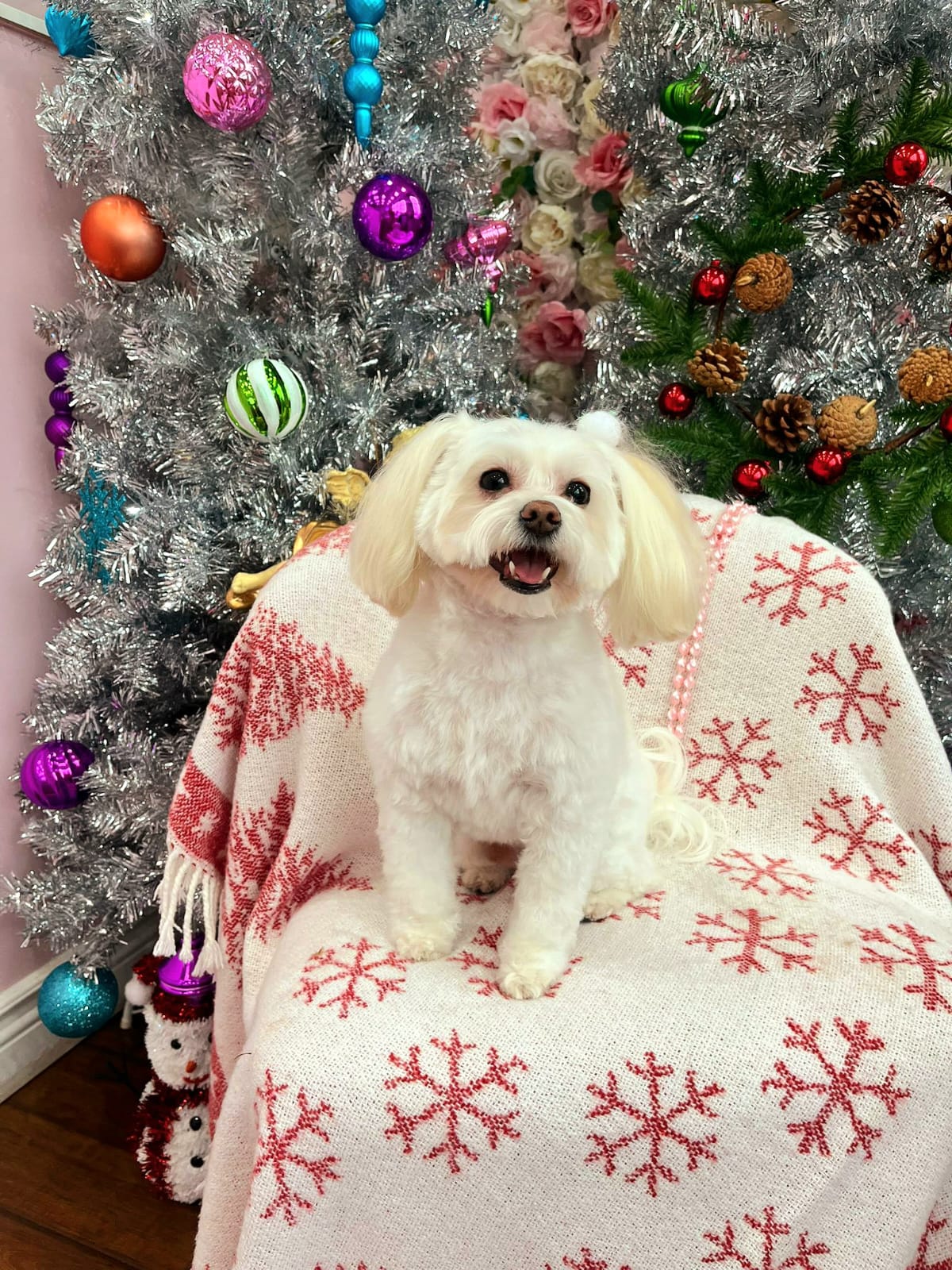xmas-dog-47