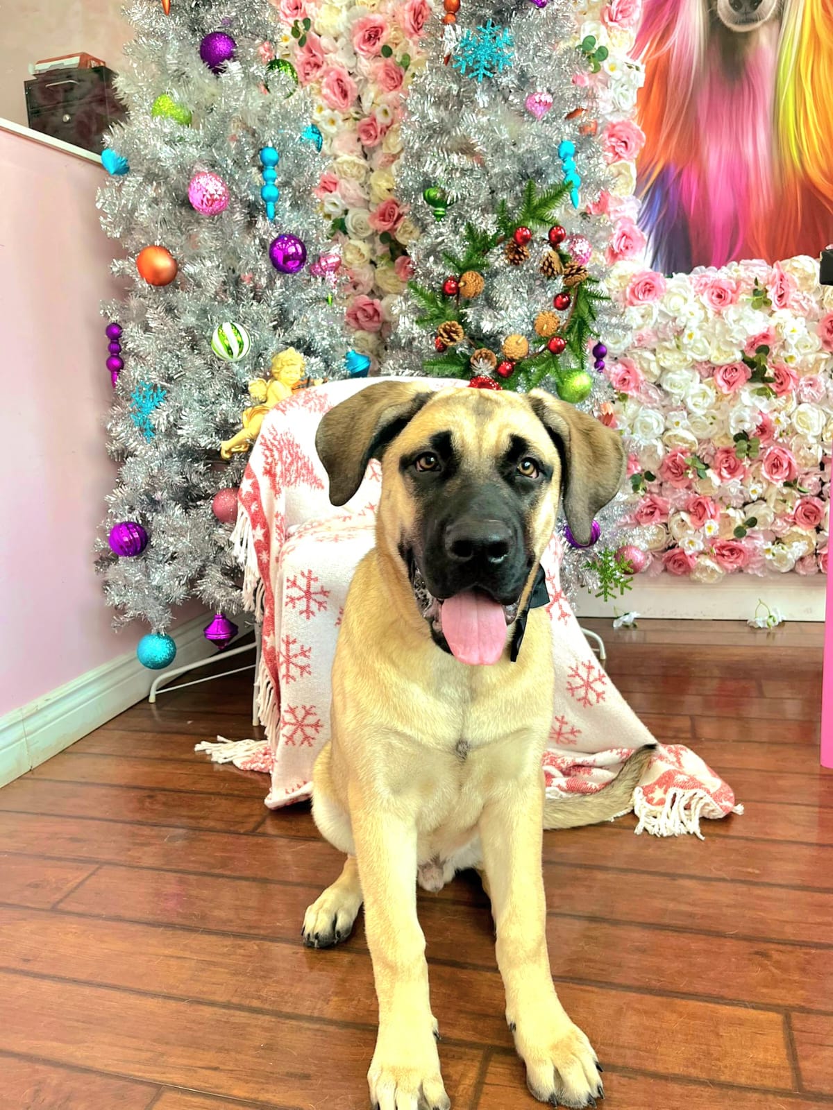 xmas-dog-49