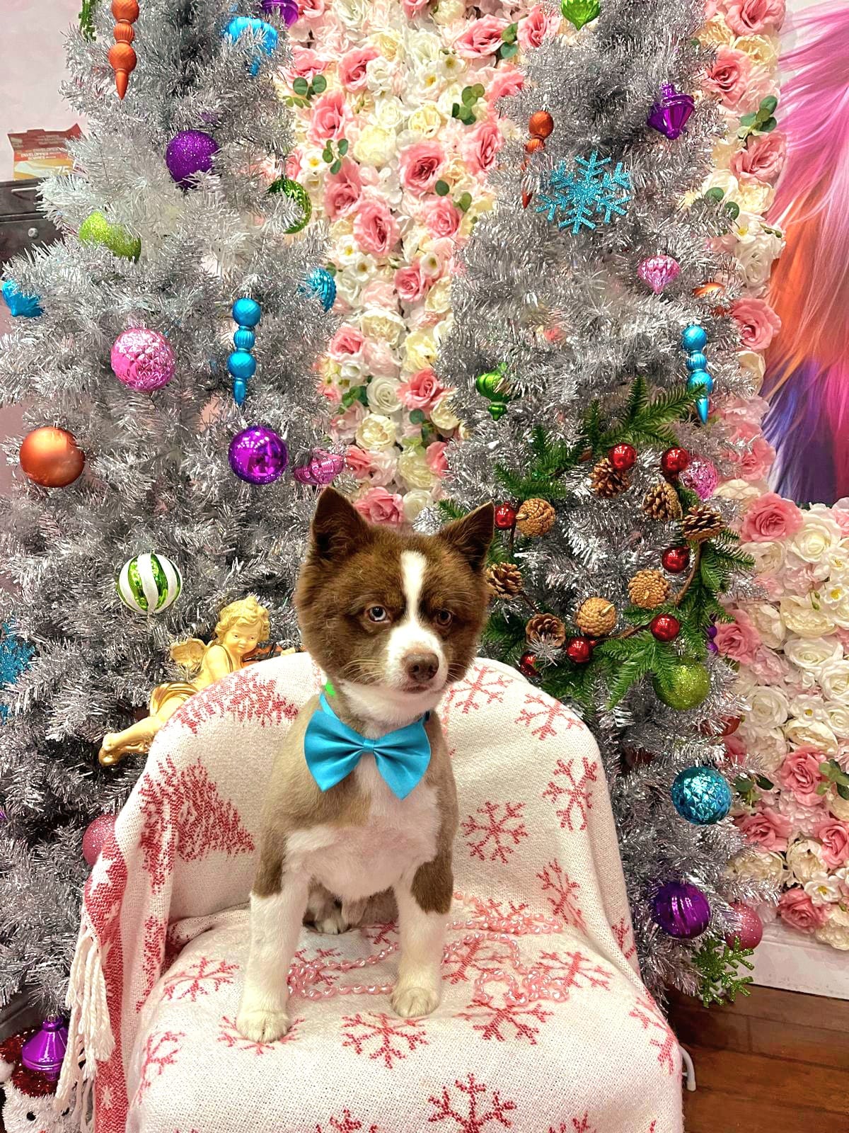xmas-dog-50