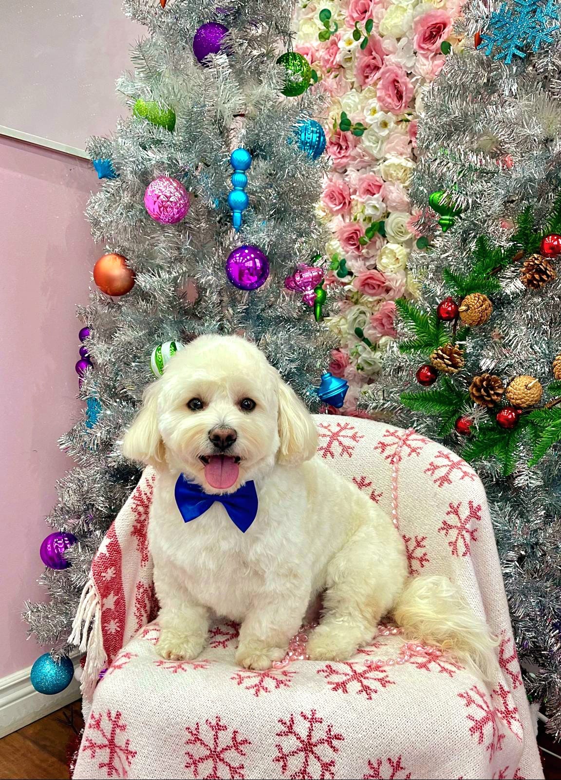 xmas-dog-52
